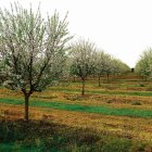 Campo de almendros ya en flor en la zona de Tierra de Campos.