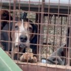 Pacma y Sacrificio Cero León piden colaboración para localizar diez perros de caza desaparecidos en Lillo del Bierzo.
