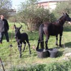 Luis Gregorio Álvarez y SoniA Gómez con la yegua Mora y su cría.