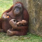 Surya posa con su cría en el zoo de Madrid.