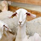 Una oveja en una granja de León.