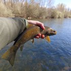 La temporada de pesca suma tres semanas de actividad desde su inicio el 28 de marzo.