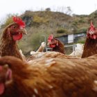 Una granja de gallinas en Villanueva de Omaña.