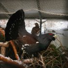 El centro de cría del urogallo en Valsemana (León) logra la supervivencia de 76 pollos la temporada pasada.