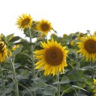 El girasol de secano es de los más beneficiados por las últimas precipitaciones.