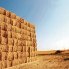 En León el cereal es uno de los motores del sector agrícola leonés.
