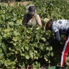 Imagen de archivo de dos trabajadores recolectando uva en un viñedo de León.