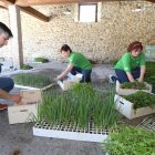 Imagen de entrega de plantas para huerta de una campaña anterior del Consejo.