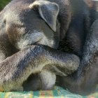 Los perros ancianos tienen más difícil su adopción.