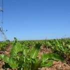 La remolacha es uno de los cultivos más importantes del campo leonés.
