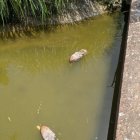 Una de las aves en el estanque.