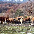 Un rebaño de vacas pasta en una finca de un municipio de la montaña de León, en una imagen de archivo.