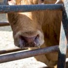 Animal afectado por la Enfermedad Hemorrágica Epizoótica (EHE).
