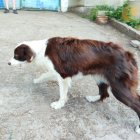 Canela