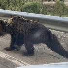 Un oso en el cruce de Sabero a Santa Olaja de la Varga en la N-621.