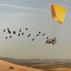 El ultraligero conduce a las aves criadas en cautividad para luego soltarlas en Barbate.