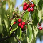 Imagen de las características cerezas del Bierzo.