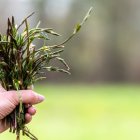 Los brotes tiernos del lúpulo silvestre, conocidos en algunos países europeos como la “trufa del norte”, son una rareza gastronómica asociada a las zonas de ribera
