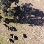 Cerdos de raza ibérica pura en una finca cerca de Retortillo.