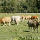Las enfermedades de sanidad animal proliferan por contagio de la fauna silvestre.