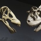 Los hallazgos en torno a los dinosaurios están completando su historia en diferentes regiones.