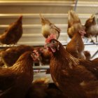 Este nuevo foco ha afectado a más de 300.000 gallinas.
