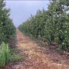 Granizada sobre una plantación de frutales.