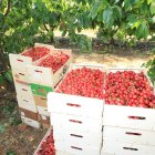 Cajas de cereza del Bierzo recolectada a pie de finca.