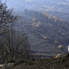 Un hombre observa uno de los pinares arrasados por el incendio de Burgohondo. RAÚL SANCHIDRIÁN