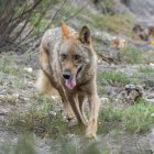 Un ejemplar de lobo ibérico.