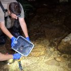 El animal solo sobrevive en ecosistemas fluviales que estén muy bien conservados.