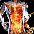 El metabolismo interviene en procesos relacionados con la glucosa, los lípidos, la presión arterial y la producción hormonal, aspectos que David Perlmutter conecta en su explicación sobre salud metabólica
