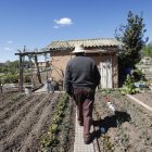 La idea es promover el autocultivo hortícola.