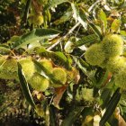 Detalle de ramas de castaños con erizos en un soto del Bierzo