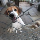 Un perro dentro de una jaula en un centro de acogida.
