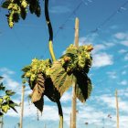 Lúpulo en una plantación de la zona de la ribera del Órbigo, donde es uno de los cultivos más importantes.