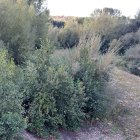 Tramo del río Boeza en Villaverde de los Cestos.