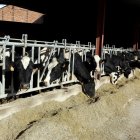 Vacas lecheras en una explotación ganadera en León.