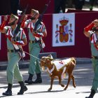 La cabra de la legión durante el tradicional desfile militar por las calles del centro de Madrid en el que participan casi 4.400 militares, 144 vehículos, 39 motos, 50 aviones y 32 helicópteros, este lunes Día de la Fiesta Nacional. EFE/ Daniel Gonzalez