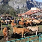 El mejor ganado se dará cita un año más en la feria de Oseja de Sajambre.