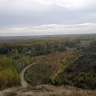 Una chopera en ribera a punto de eclosionar al amarillo