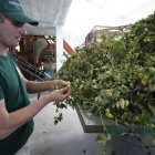Un agricultor revisa una flor de lúpulo en su explotación.