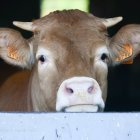 El Ministerio financiará el 50% de las indemnizaciones para hacer frente a los focos de dermatosis.