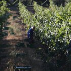 Viñedo del Bierzo, en plena vendimia, en imagen de archivo.