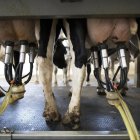 Los precios percibidos por los productores deben ser superiores a sus costes de producción.