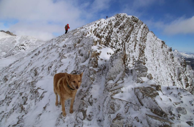 Thor, el perro que sobrevivió 16 días perdido en la montaña de Babia. DL