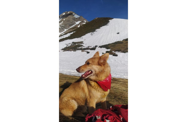 Imagen del perro que ha sobrevivido 16 días atrapado en la montaña. DL