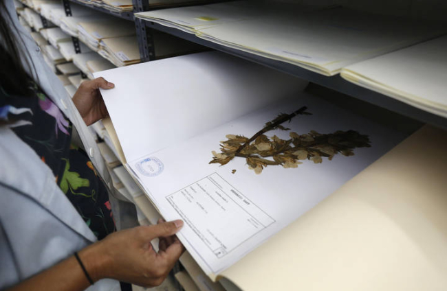 El herbario acoge casi 150.000 especímenes en condiciones adecuadas de humedad y temperatura, para su conservación y el control de plagas. FERNANDO OTERO