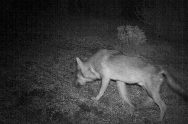 Un lobo captado en plena noche de cacería por una cámara en una zona rural. efe