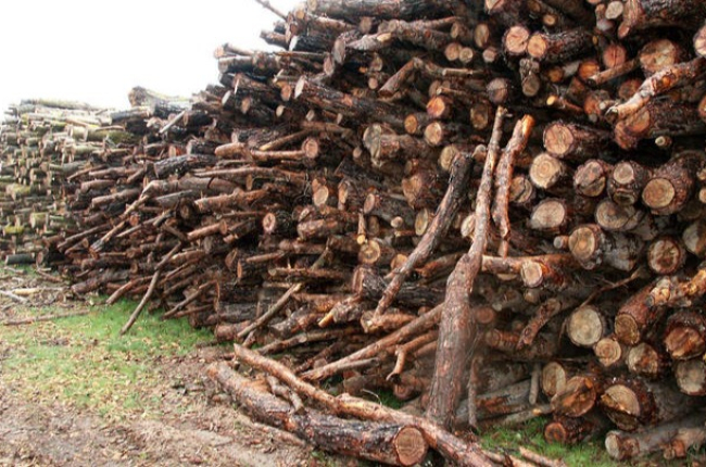 Hay en Castilla y León 1.500 empresas dedicadas a la madera. DL